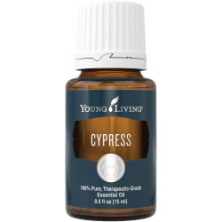 Cypress Essential Oil – 15 ml