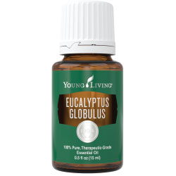 Eucalyptus Globulus Essential Oil – 15 ml