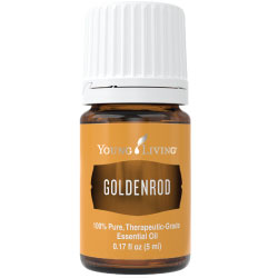 Goldenrod Essential Oil – 5ml